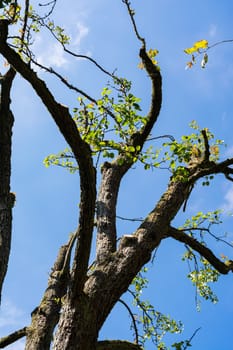 Leafless Tree Dead Sky Thirds Sunny Blue