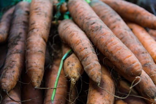 Large Orange Carrots Pulled Fresh from the Earth