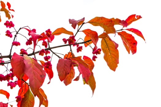 Small Red Berries Leaves Branch Bright Colorful Autumn Fall Season Edible Food Forest Woods Outdoors Isolated White Background Twig