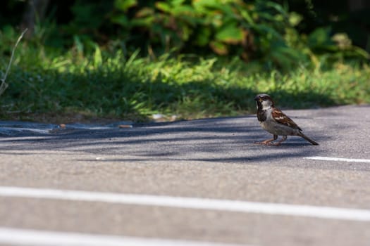 Small Bird Standing on Sidewalk Outside on Sunny Day