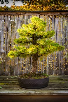 Small Bonsai Tree Green Leaves Branches Potted Table Display Fence Background Bamboo Forest Autumn Fall Seasonal Asian Culture