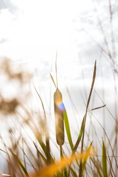 Sun Lens Flare Bright Overcast Pond Lake Shore Plants Cattail Typha Outdoors Nature Vintage