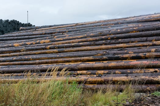Wood yard business. Wood stacked outdoors. Concept forest industry environment..Felled tree trunks are sprayed with water to protect them against wood pests