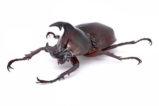Rhinoceros Beetle On White Background, large flying beetle from thailand