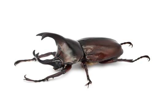 Rhinoceros Beetle On White Background, large flying beetle from thailand