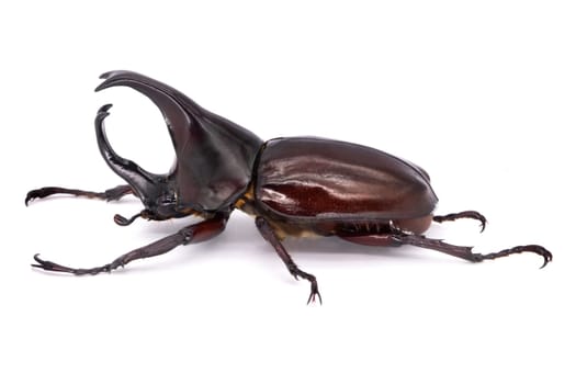 Rhinoceros Beetle On White Background, large flying beetle from thailand