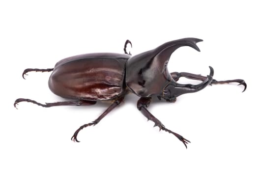 Rhinoceros Beetle On White Background, large flying beetle from thailand