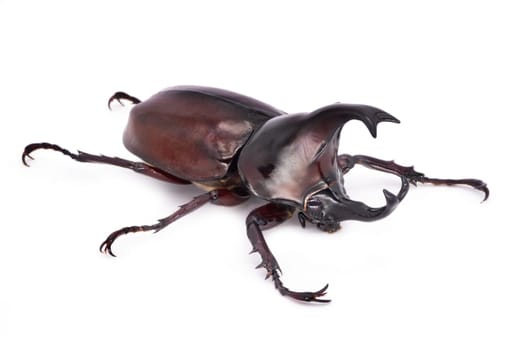 Rhinoceros Beetle On White Background, large flying beetle from thailand