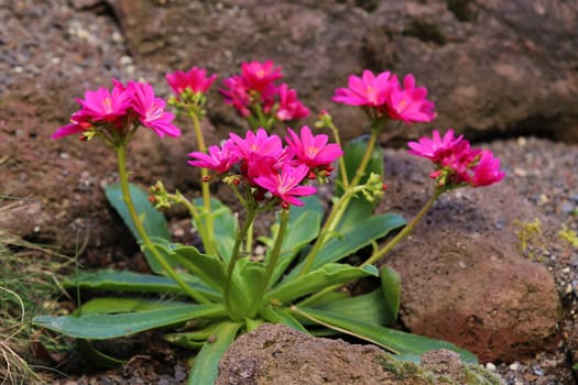Red-violet porcelain floret Lewisia cotyledon in the rock garden