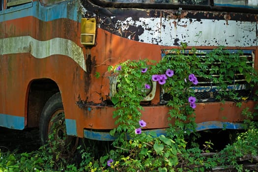 Bus Wreck In The Nature, scrap metal with plants