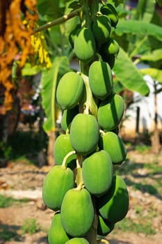 Papaya Tree, plant with tropical green fruits