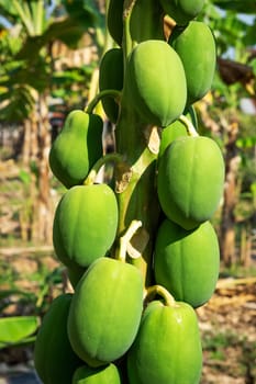 Papaya Tree, plant with tropical green fruits