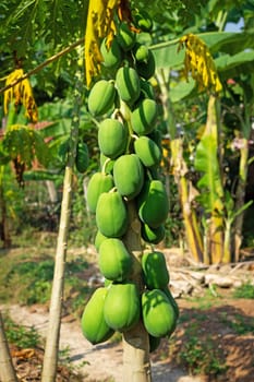 Papaya Tree, plant with tropical green fruits