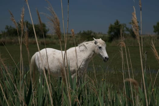 Camargue