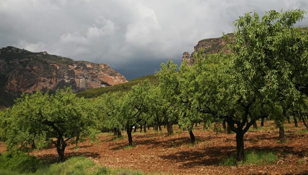 Olive grove