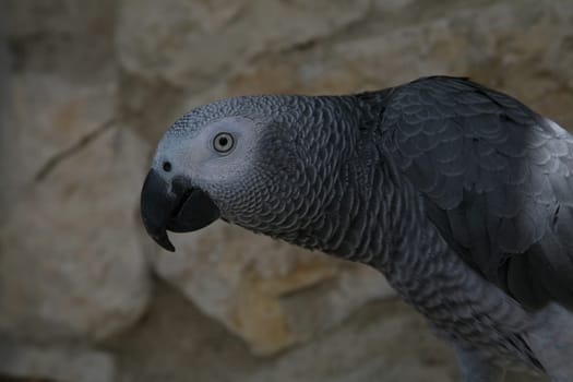 Grey parrot