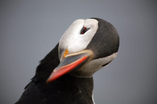Puffin