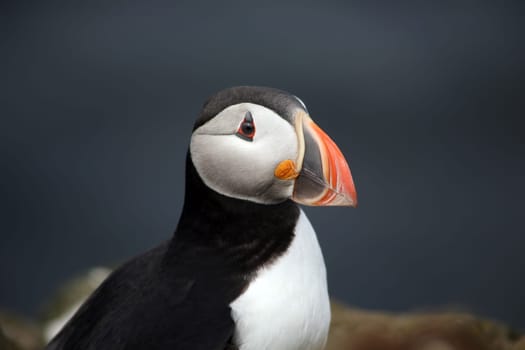 Puffin