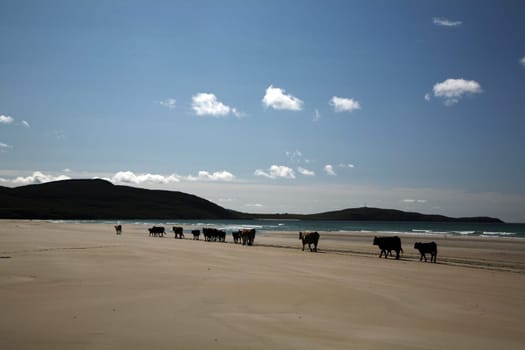 Cows on the beach