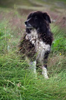 (dog or (dog person) or (dog walking) or (dog portrait)) without hot