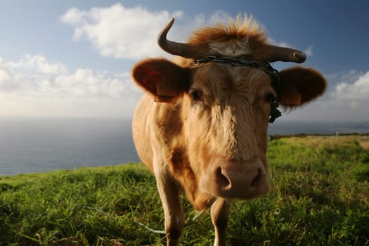 Cow