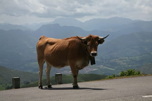 Cow