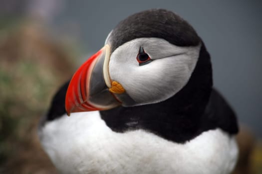 Puffin