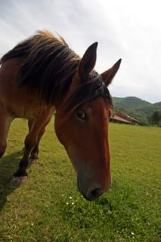 horse