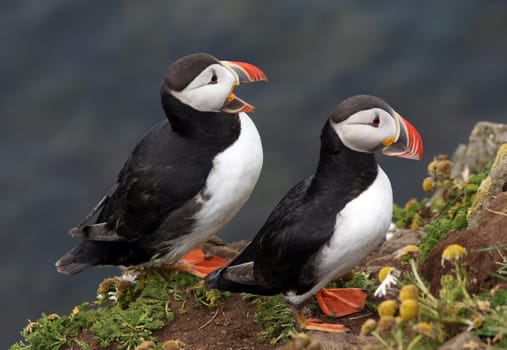 Puffin