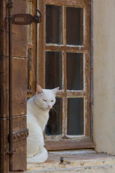 A white cat on a window sill