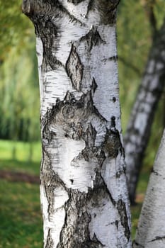 Birch tree photographed close-up on a background of green forest
