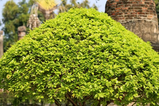 Beautiful plants and shrubs are photographed close up