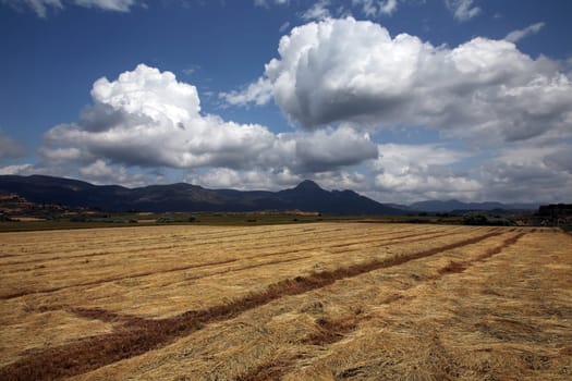 field