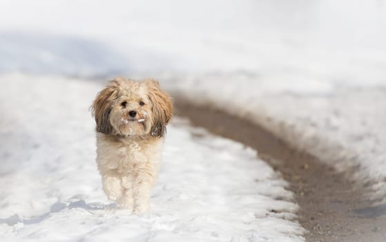 Havanese