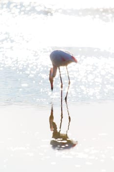 A flamingo photographed in the water in the backlight