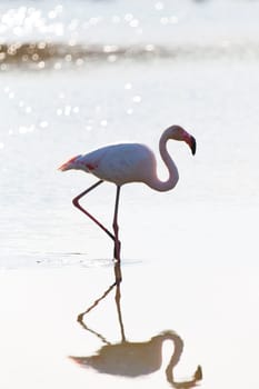 A flamingo photographed in the water in the backlight