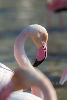 The head of a flamingo as a close-up
