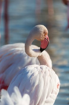 A small group of flamingos in a lake in the Camargue