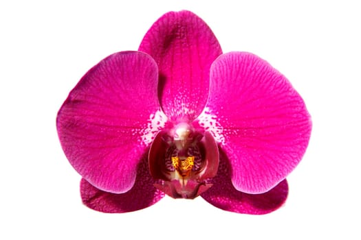 Flower Orchidaceae Phalaenopsis on a white background