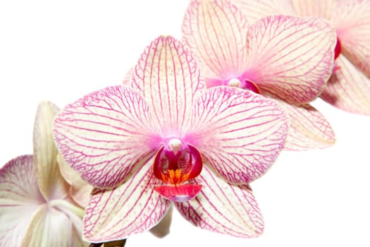 Flover Orchidaceae Phalaenopsis on a white background