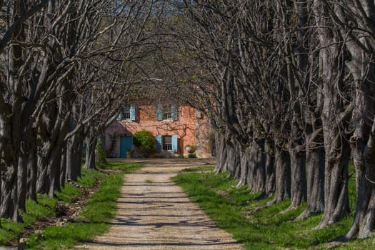 A driveway in Provence as an avenue