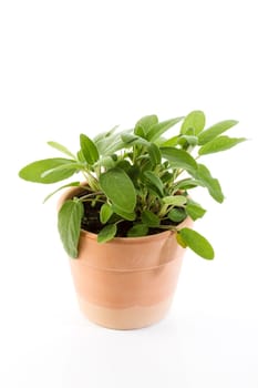 Sage in a pot