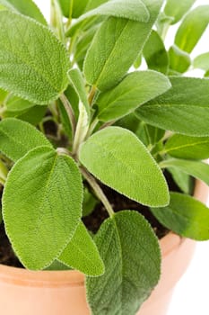 Sage in a pot