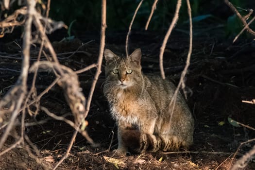 wild cat in natural habitat. Danube Delta, Romania