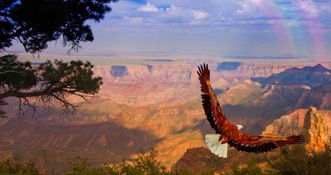 Eagle takes flight over Grand Canyon USA