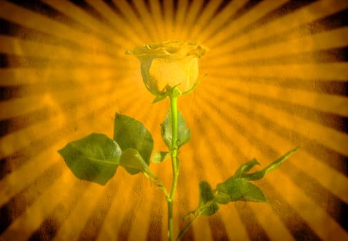 Yellow rose. Background with rays of light