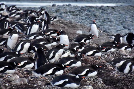 Stock pictures of penguins in the Antarctica peninsula