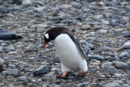 Stock pictures of penguins in the Antarctica peninsula