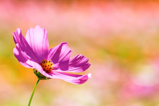 The Beautiful Wide Angle flower background. Panoramic floral wallpaper with pink chrysanthemum flowers close up