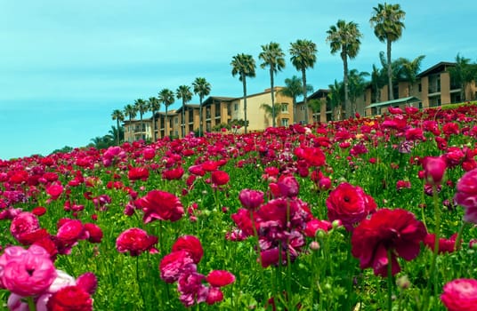 Rows of colorful flowers grow on a hillside in Carlsbad, California.